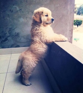 adorable, animals and cute