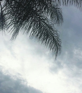 clouds, grey and palmtree