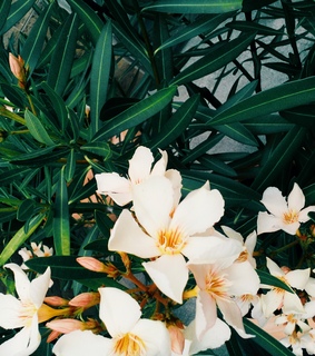 flowers, garden and green