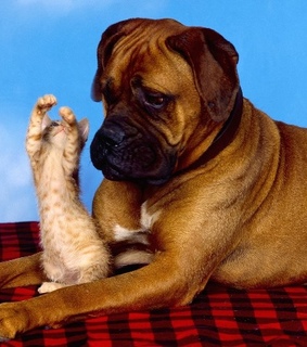 cats, funny cats and hilarious cats