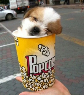 animales, animals and fondos