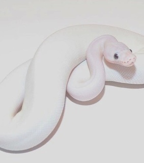 alternative, animal and bite