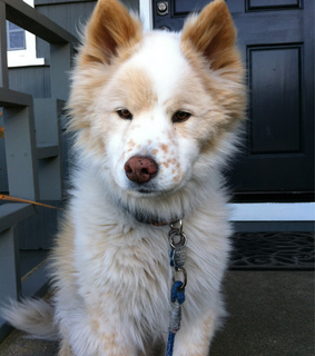 alternative, amazing and animal