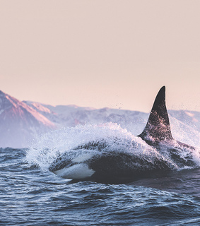 animals, ocean and sea