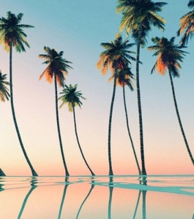 beach, cool and palmtrees