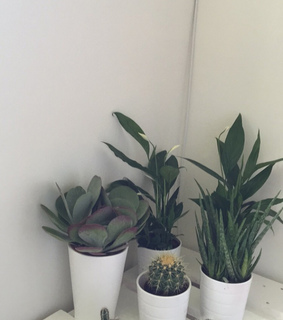 bedroom, cactus and diy