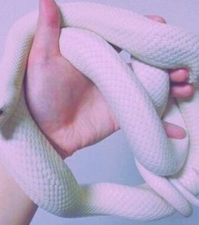 animal, animals and hand