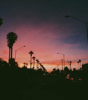 city, night and palm tree