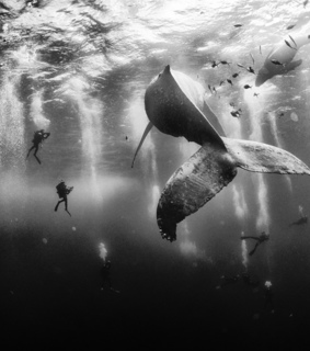 adventure, animals and black and white