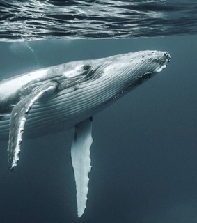 backgrounds, big and blue