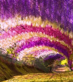 amazing, colors and flowers