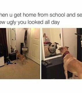 animal, animals and cachorro