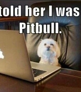 funny, laptop and lies