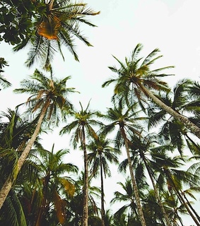 chill, florida and miami