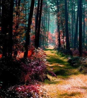 adventure, autumn and beautiful