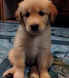 animals, cute and dogs