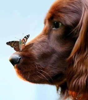 animales, perrito and perros