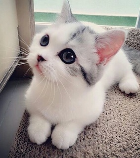 puppy, iloveit and cachorro