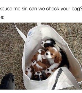 funny, love and puppies