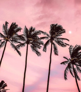 beach, palmtrees and pink
