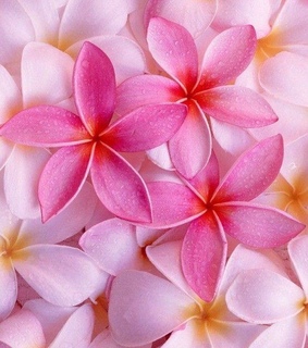 fleurs, flower and goodday