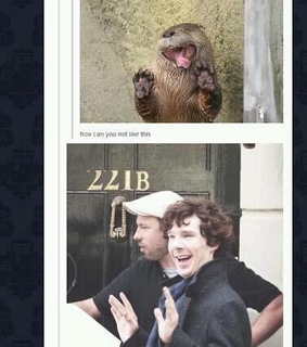 adorable, bbc sherlock and benedict cumberbatch