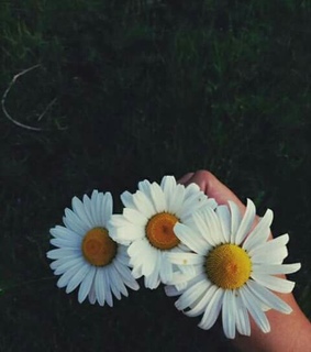 flower, happiness and inspiration