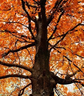 autumn, bedroom and candle