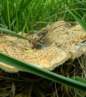 angle, fungus and grass