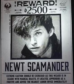 harry potter, wanted and fantastic beasts