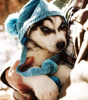 adorable, animals and cute