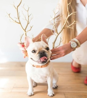 animals, cute and dog