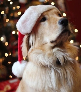 animals, christmas and christmas hat