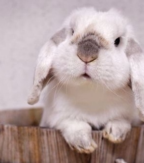 animals, rabbit and tumblr