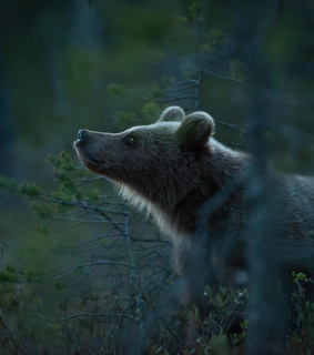 animals, bear and forest