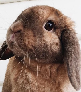 animals, rabbit and tumblr