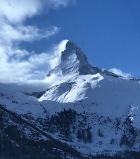 alternative, animals and art