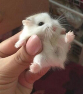 aesthetic, animals and hamster