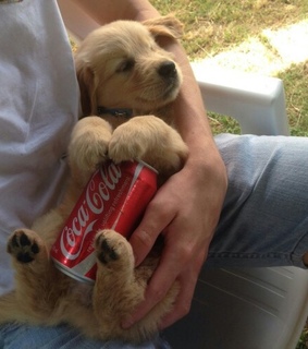 adorable, animals and cute