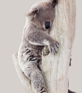 animals, cute and koala