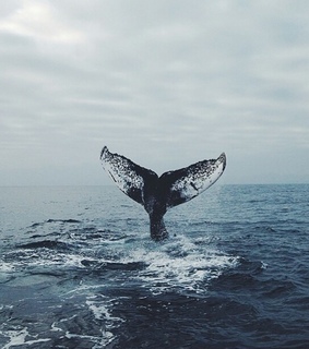 adventure, aesthetic and animals