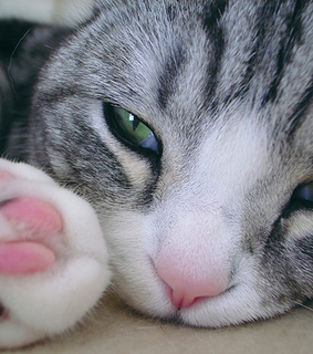 animals, animaux and chaton