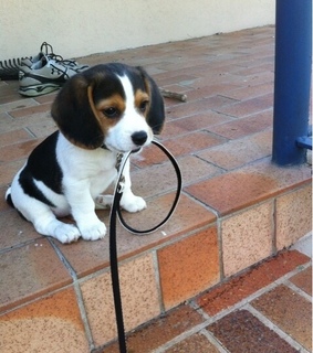 animals, cats and cute