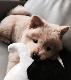 animals, cat and cute