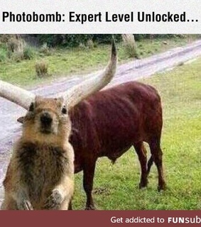 awesome, funny and humor