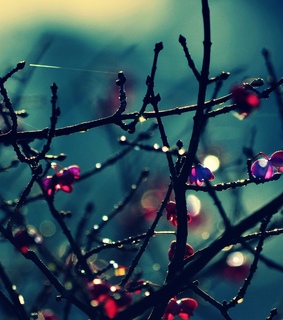 bokeh photography, pinterest and trees