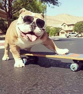 animals, cute and dogs