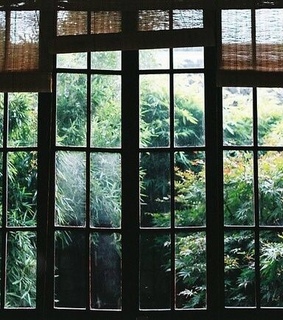 views, windows and pine