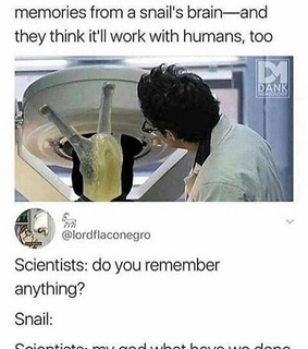 laugh, dank and animal