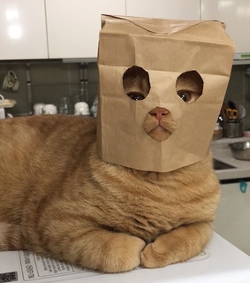 animals, pet and lover